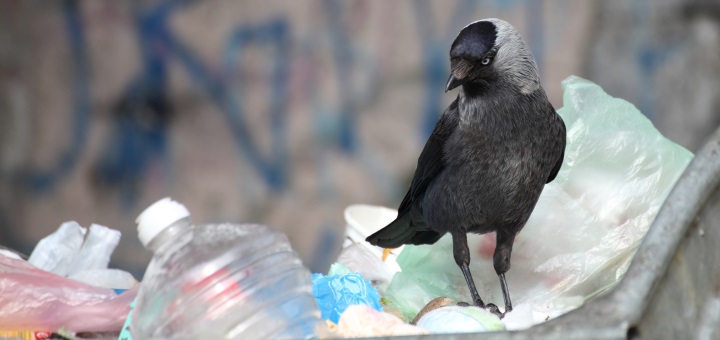 Crow standing on top of rubbish