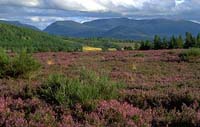 Cairngorms in Heather