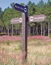 Photo of a signpost in a wood