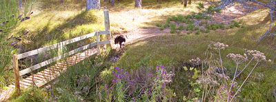 Burghead Woods
