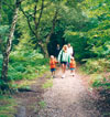 A photo of walkers in a wood
