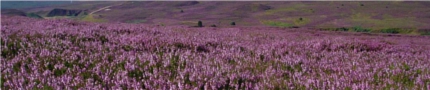 Scenery Heather landscape