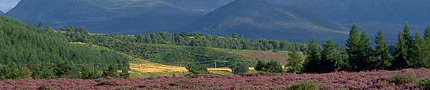 Scenery heather hills