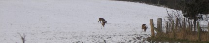 scenery winter lanscape deer